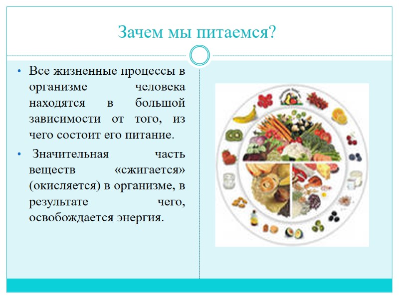 Зачем мы питаемся? Все жизненные процессы в организме человека находятся в большой зависимости от